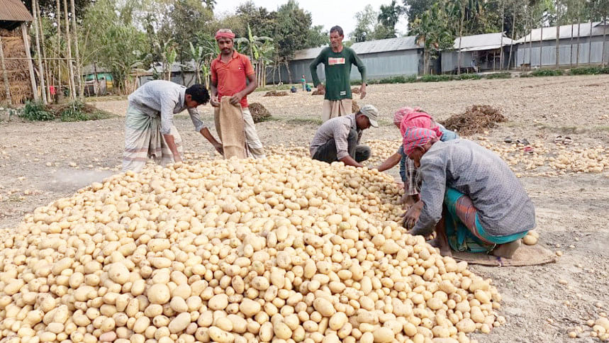 আলু, আলু উৎপাদন, কৃষক, কীটনাশক, মজুরি, কৃষি সম্প্রসারণ অধিদপ্তর, রংপুর, আলু, আলু উৎপাদন, কৃষক, কীটনাশক, মজুরি, কৃষি সম্প্রসারণ অধিদপ্তর, রংপুর,